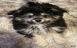 Bichon Frise dogs for sale: Rocky - Image 3