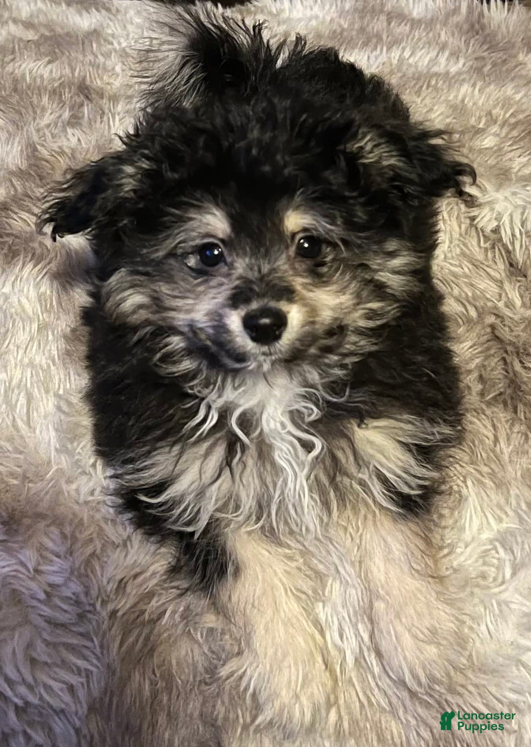 Bichon Frise dogs for sale: Rocky - Image 3