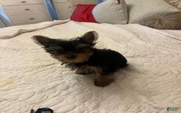 Yorkshire Terrier dogs for sale: Fiji - Image 4