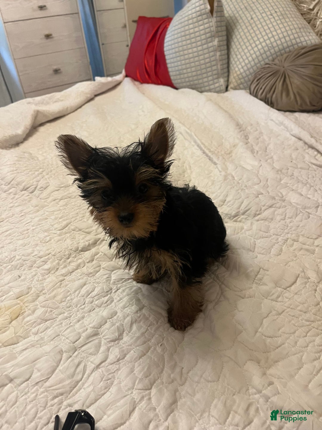 Yorkshire Terrier dogs for sale: Fiji - Image 4