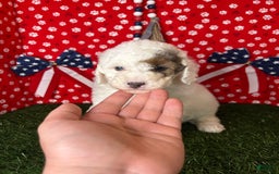 Miniature Poodle dogs for sale: Rowdy - Image 2