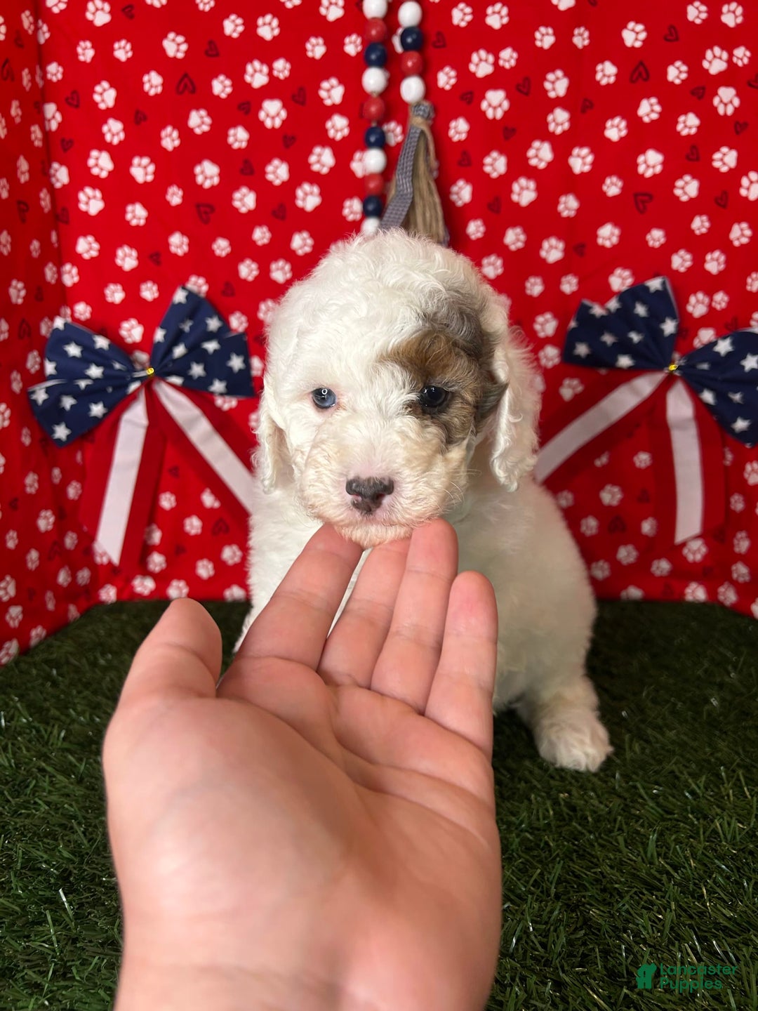 Miniature Poodle dogs for sale: Rowdy - Image 2