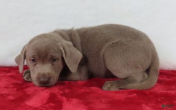 Labrador Retriever dogs for sale: Silver Skye - Image 5