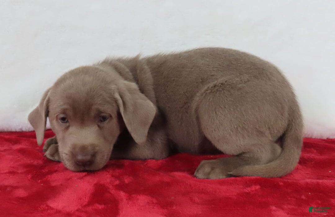 Labrador Retriever dogs for sale: Silver Skye - Image 5