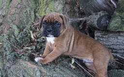 Boxer dogs for sale: River - Image 7