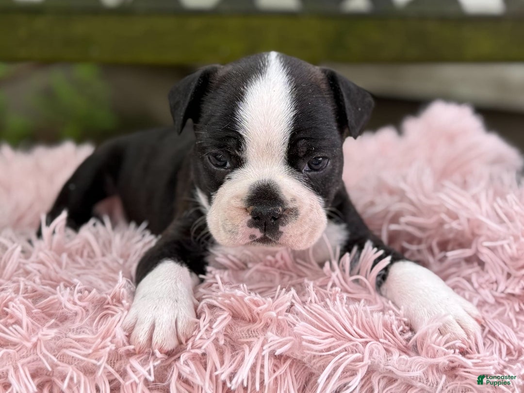 Frenchton dogs for sale: Jax - Image 6