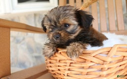 Shorkie dogs for sale: Khloe - Image 10