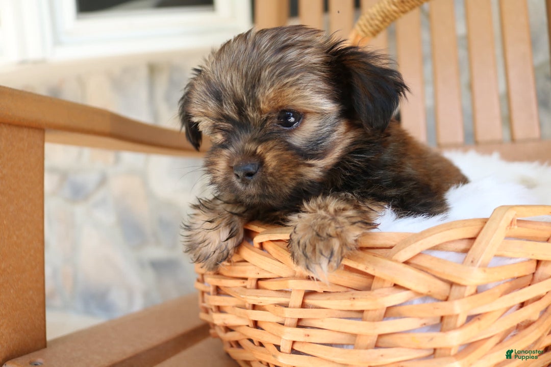 Shorkie dogs for sale: Khloe - Image 10