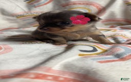 Chihuahua dogs for sale: London - Image 10