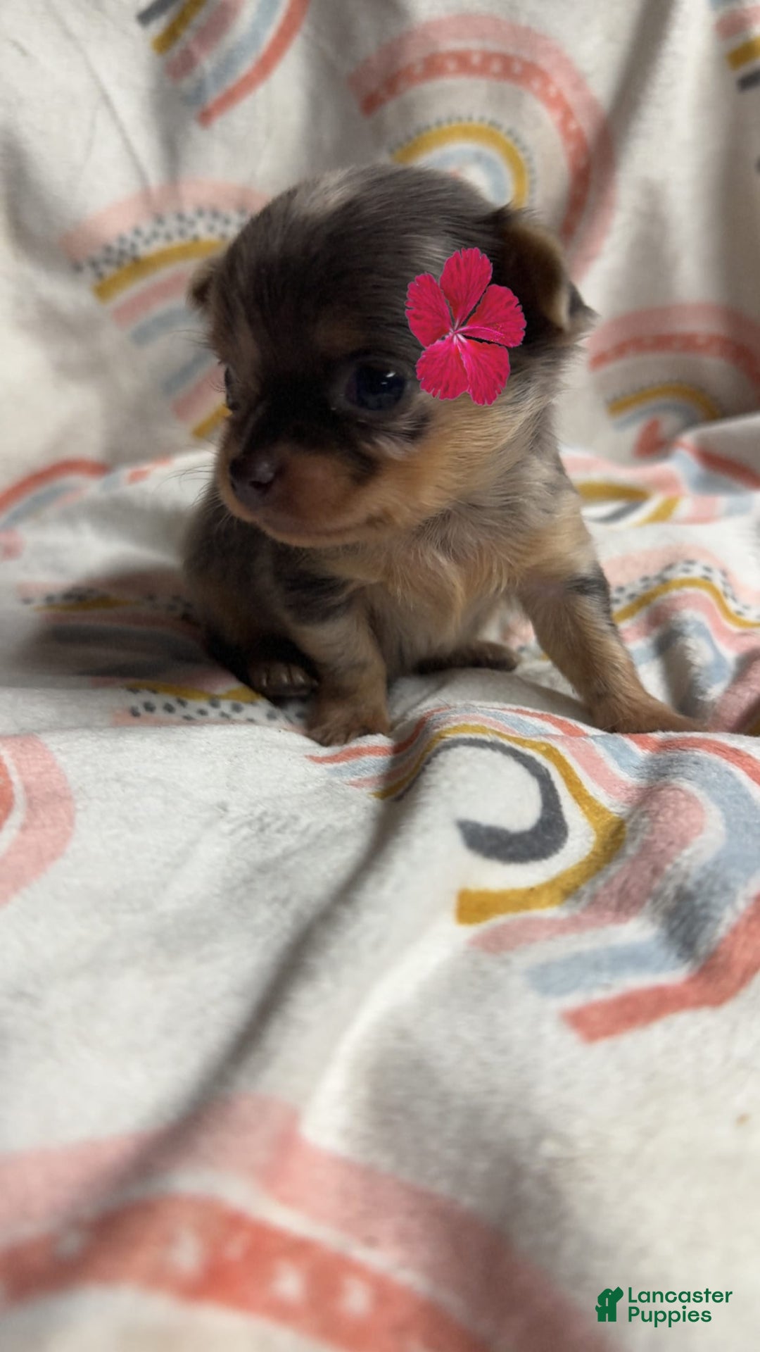 Chihuahua dogs for sale: London - Image 10