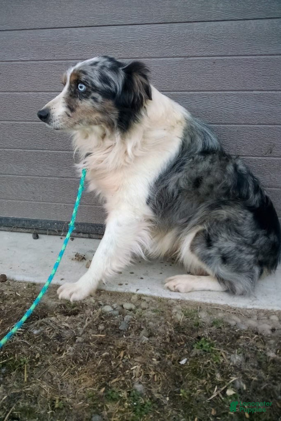 Miniature Australian Shepherd dogs for sale: Marshall - Image 13