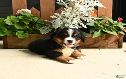 Bernese Mountain Dog dogs for sale: Malcolm - Image 3