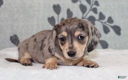 Miniature Dachshund dogs for sale: Leia - Image 4