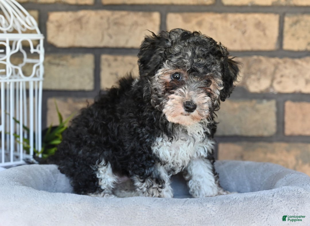Havapoo dogs for sale: Scout - Image 7