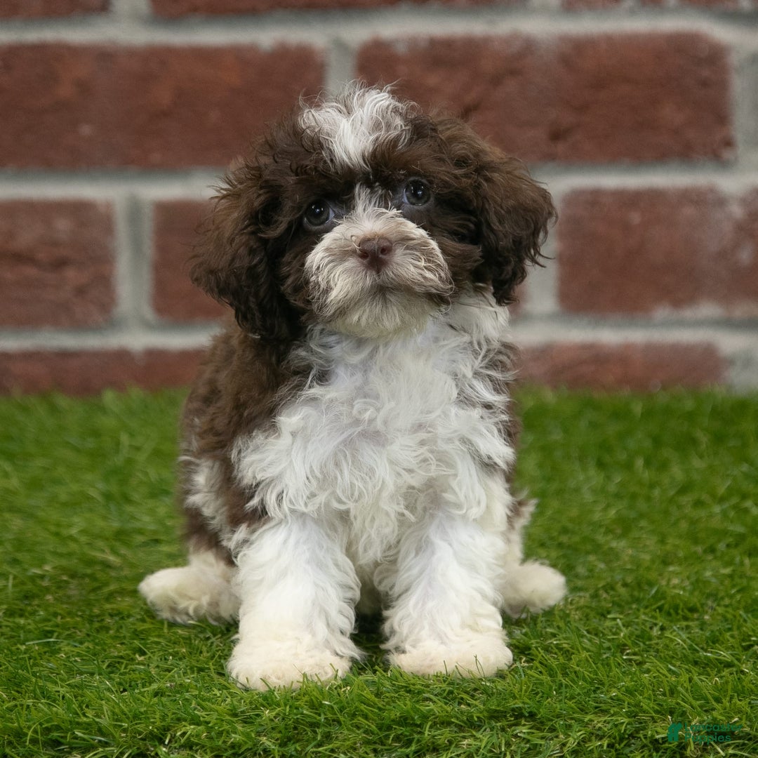 Havanese dogs for sale: Gabby - Image 3