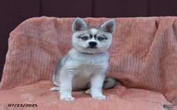 Alaskan Klee Kai dogs for sale: Cinderella - Image 3