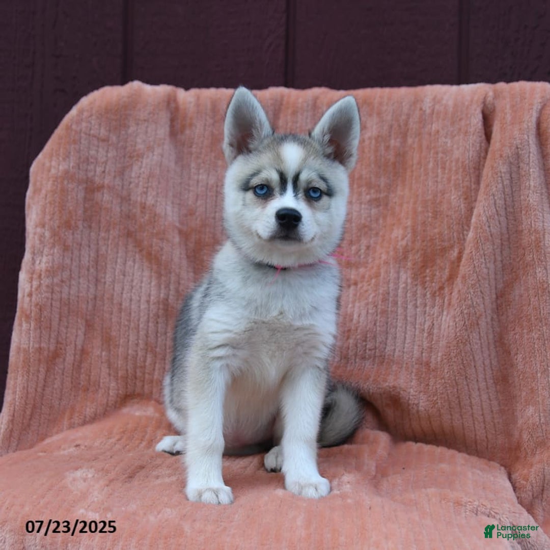 Alaskan Klee Kai dogs for sale: Cinderella - Image 3