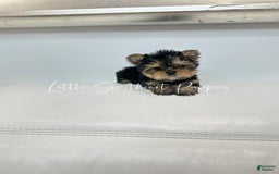 Yorkshire Terrier dogs for sale: Teddy - Image 2