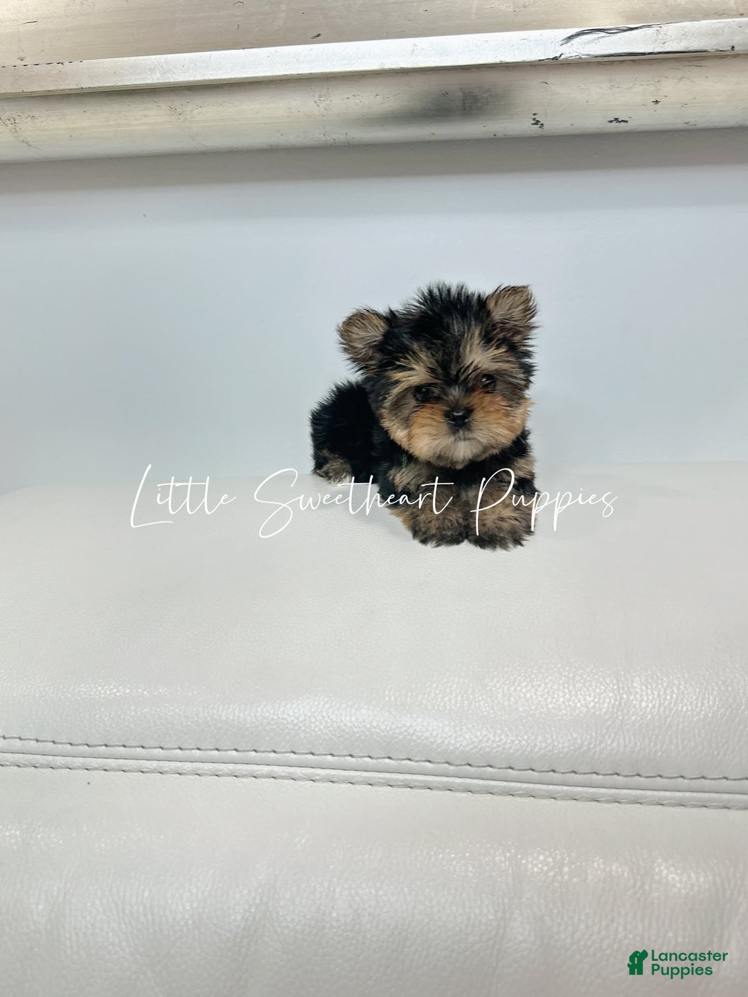Yorkshire Terrier dogs for sale: Teddy - Image 2