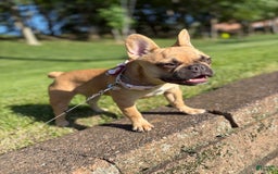 French Bulldog dogs for sale: Masha - Image 2