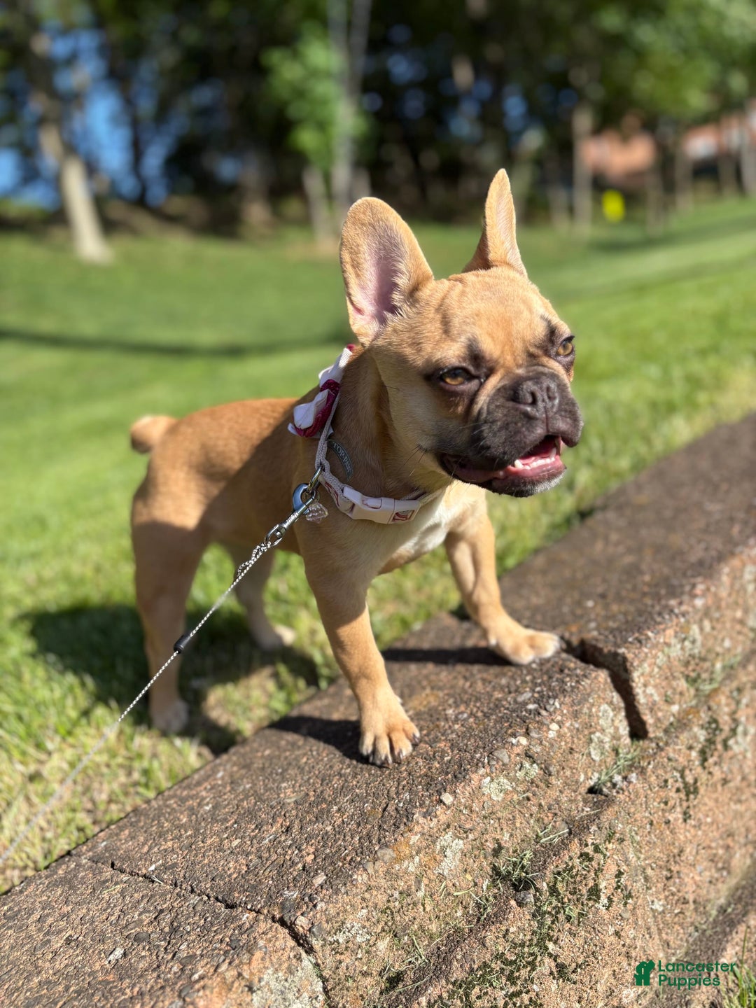 French Bulldog dogs for sale: Masha - Image 2