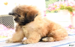 Teddy Bear dogs for sale: Scott - Image 4