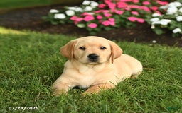 Labrador Retriever dogs for sale: Sugar - Image 3