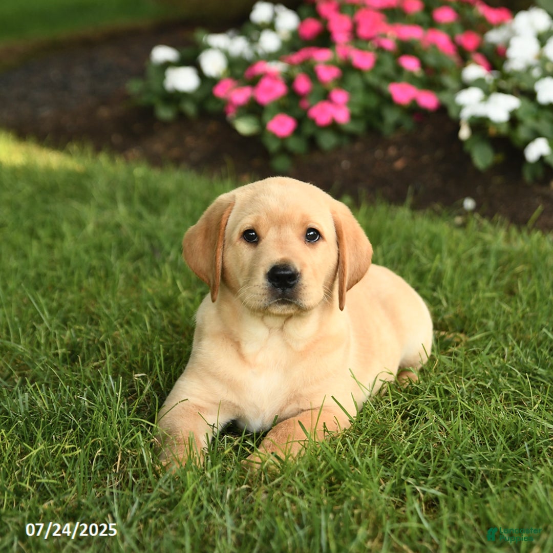 Labrador Retriever dogs for sale: Sugar - Image 3