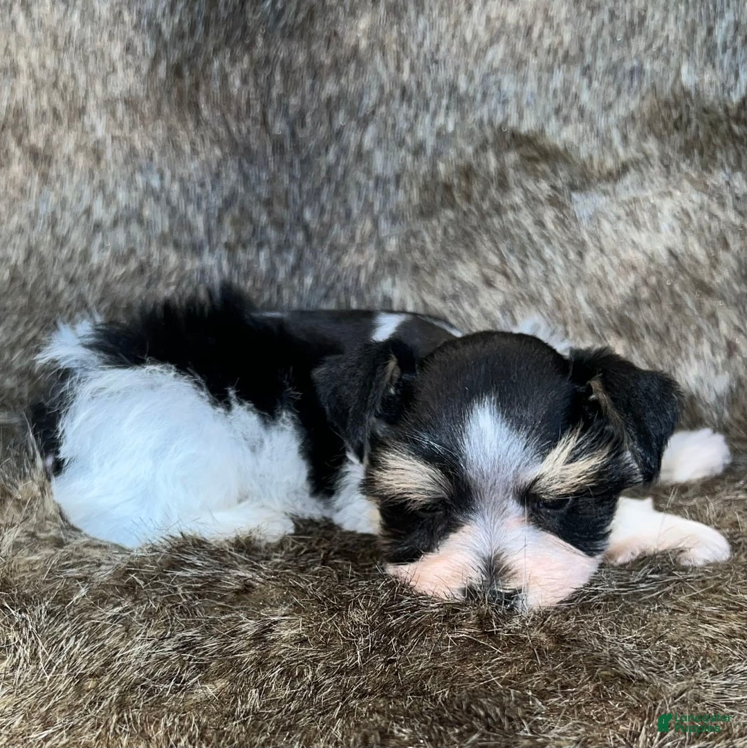 Miniature Schnauzer dogs for sale: Chipp - Image 8
