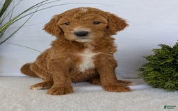 Goldendoodle dogs for sale: Zoey - Image 16