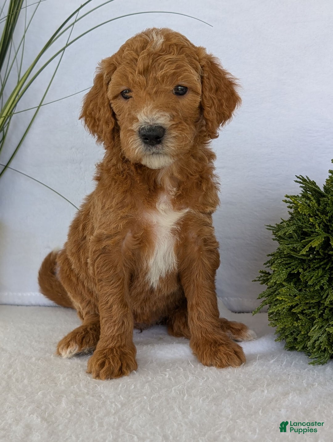 Goldendoodle dogs for sale: Zoey - Image 16
