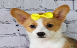 Welsh Corgi Pembroke dogs for sale: Lacey - Image 11