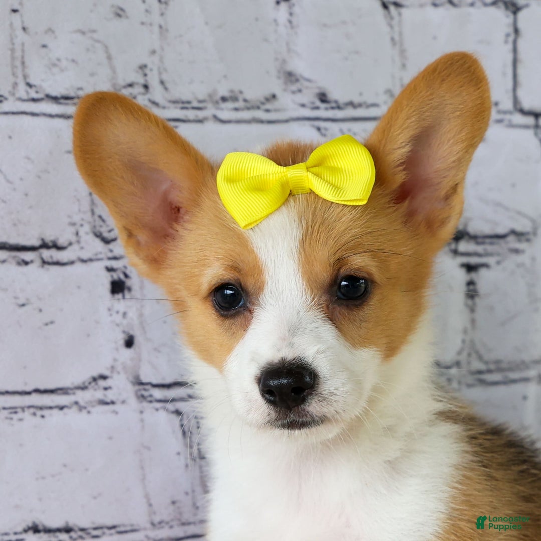Welsh Corgi Pembroke dogs for sale: Lacey - Image 11