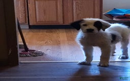 Great Pyrenees dogs for sale: Amie - Image 8