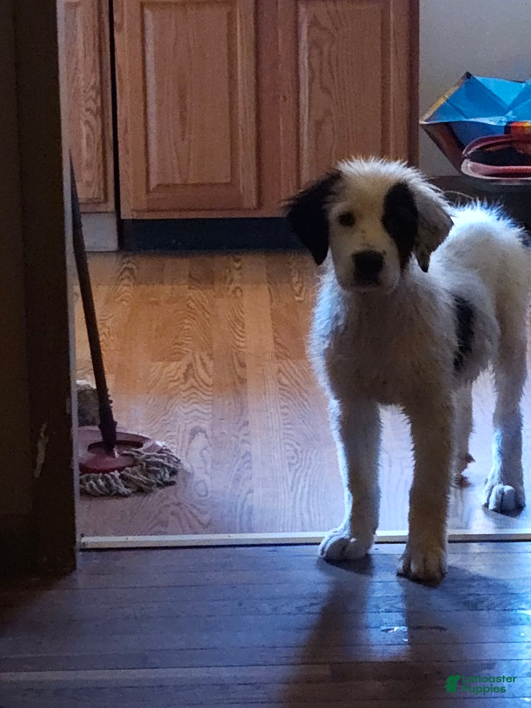 Great Pyrenees dogs for sale: Amie - Image 8