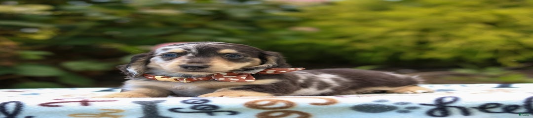 Ringo