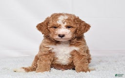 Mini Goldendoodle dogs for sale: Petite Mr Nixon - Image 6