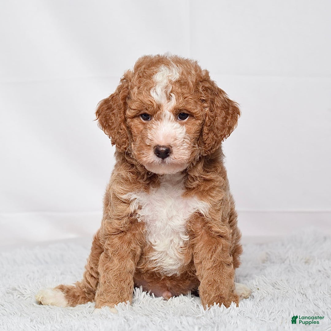 Mini Goldendoodle dogs for sale: Petite Mr Nixon - Image 6