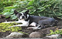 Boston Terrier dogs for sale: Jenny - Image 6