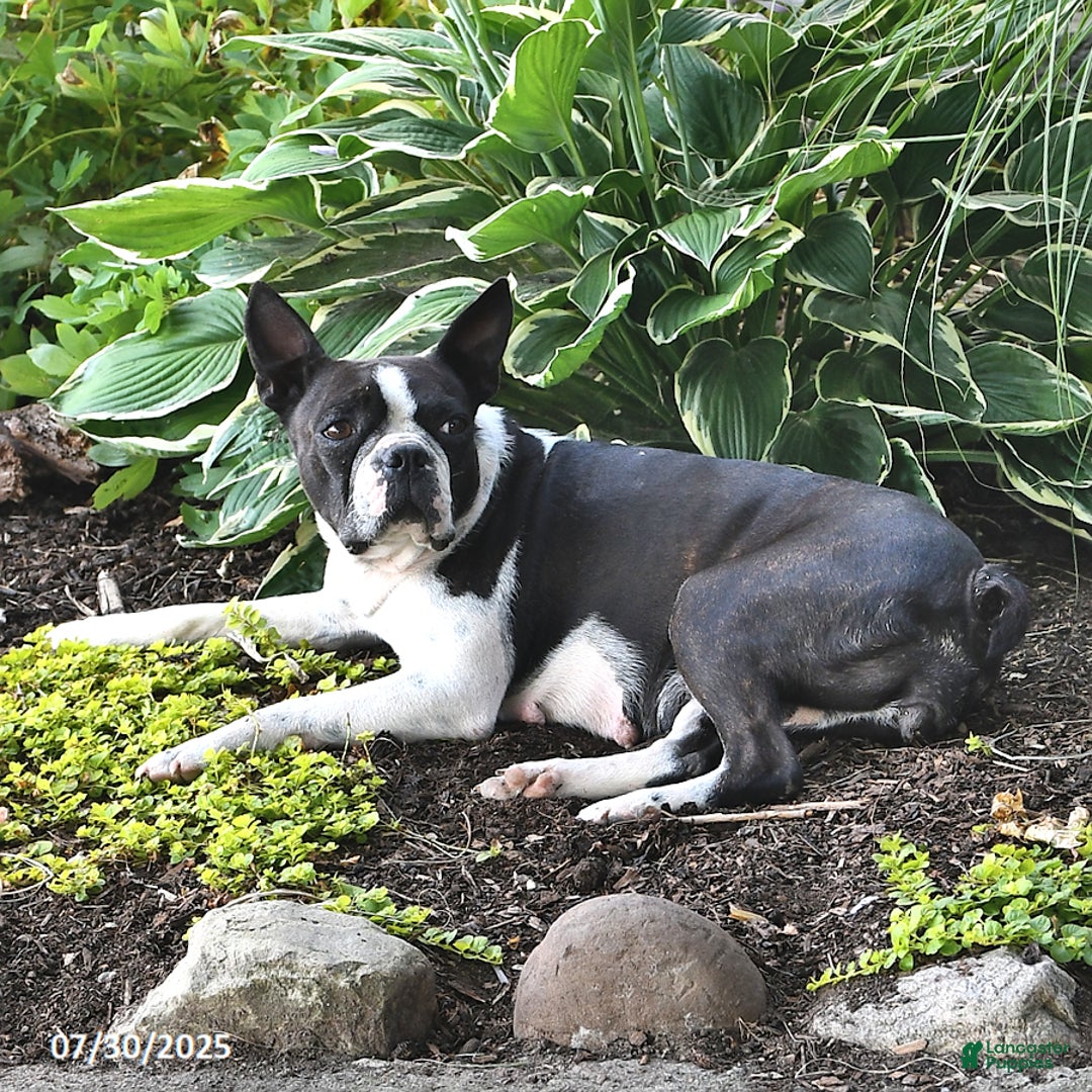 Boston Terrier dogs for sale: Jenny - Image 6