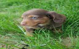 Dachshund dogs for sale: Otis - Image 12