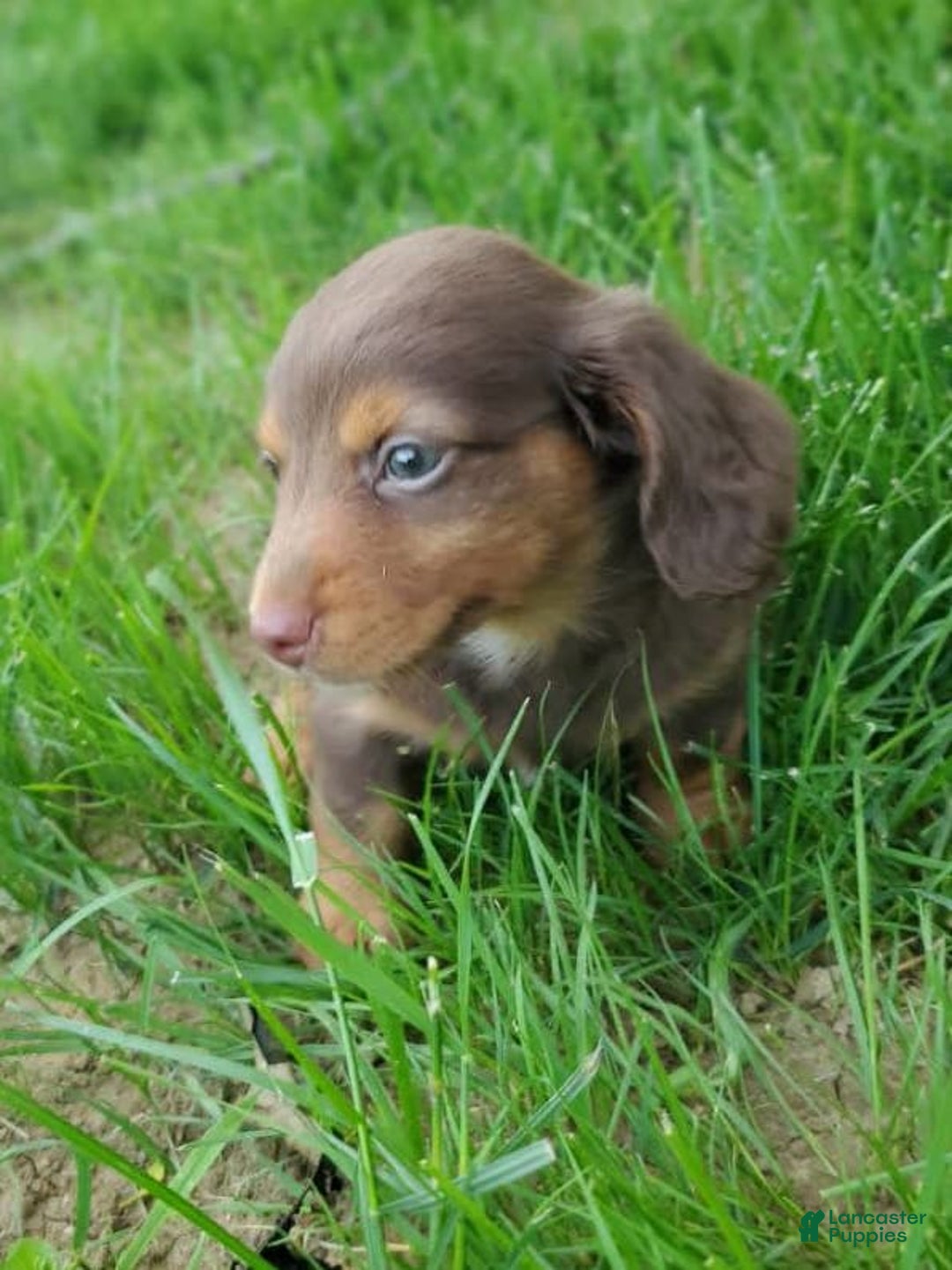 Dachshund dogs for sale: Otis - Image 12