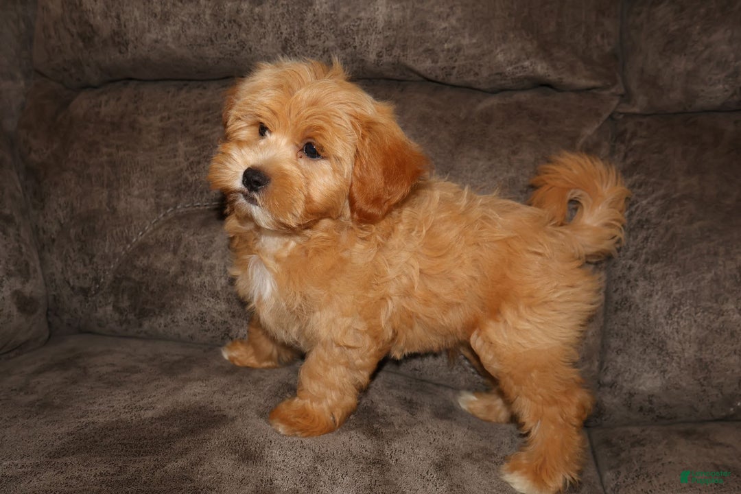 Shihpoo dogs for sale: Christopher - Image 3
