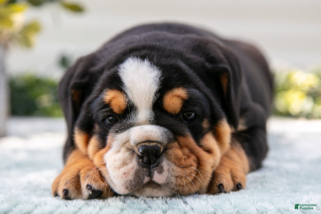 English Bulldog dogs for sale: Eva - Image 3