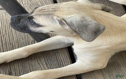 Bullmastiff dogs for sale: Josie - Image 3