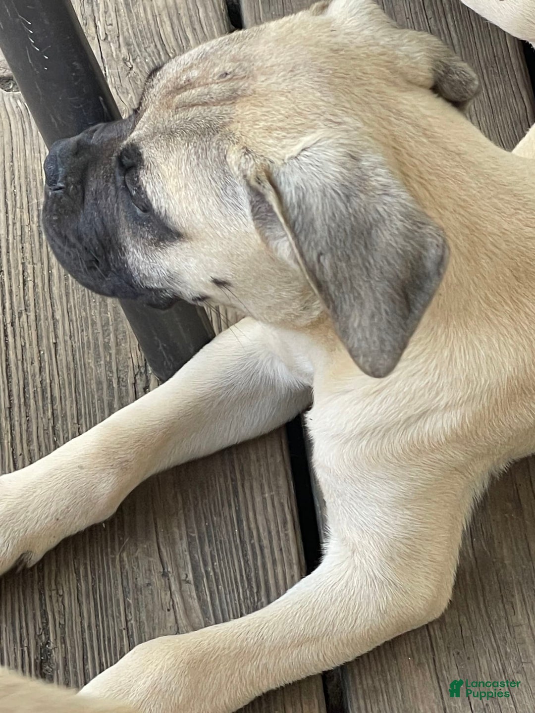 Bullmastiff dogs for sale: Josie - Image 3