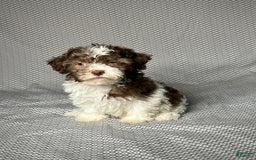 Havapoo dogs for sale: Amy - Image 2