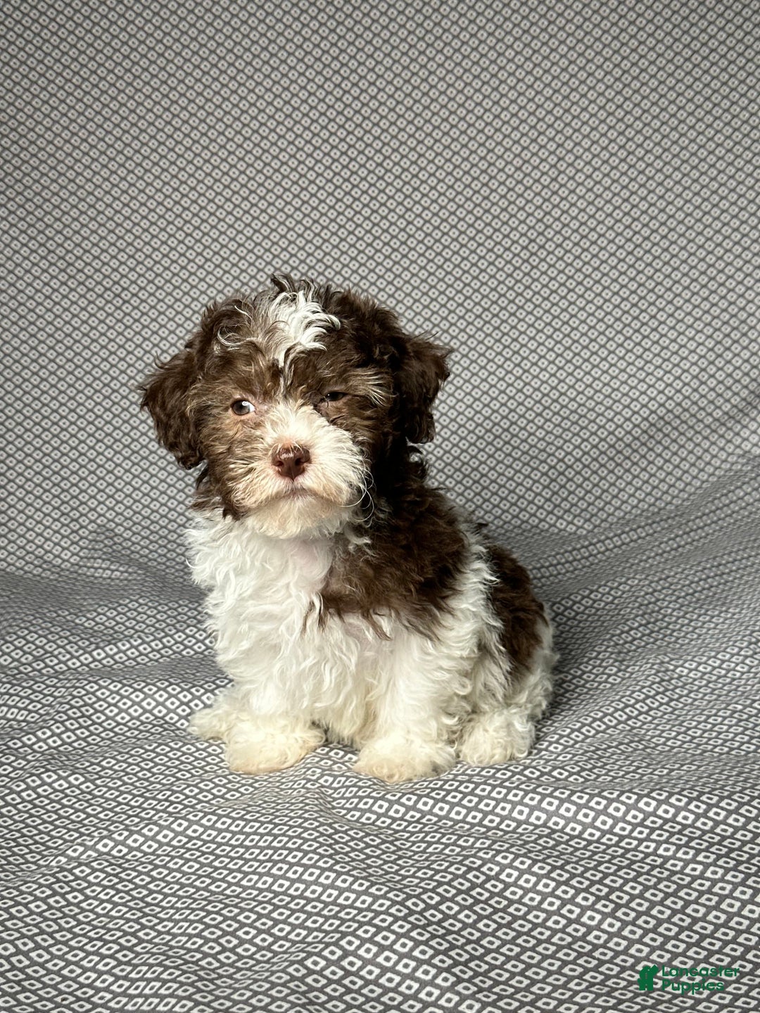 Havapoo dogs for sale: Amy - Image 2