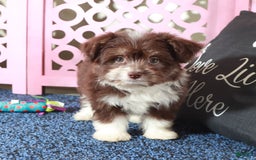 Mini Aussiedoodle dogs for sale: Phoenix - Image 3