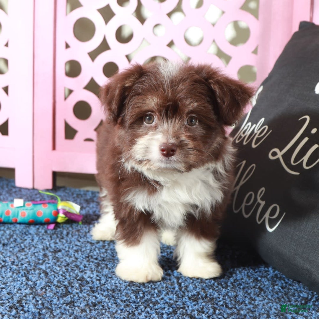 Mini Aussiedoodle dogs for sale: Phoenix - Image 3